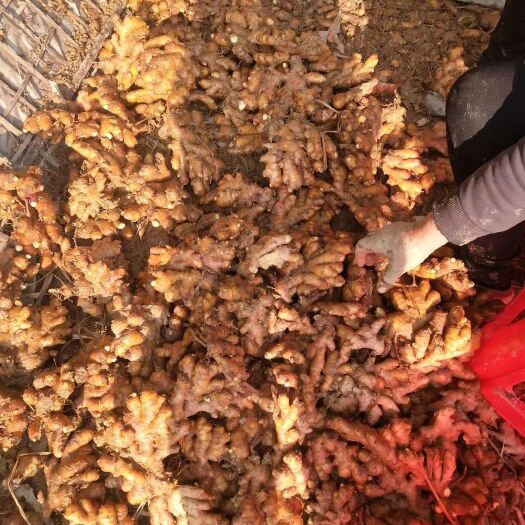 阳山县小黄姜，自产自销货源充足，全国发货欢迎采购