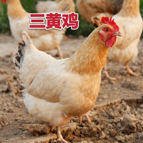 南宁三黄鸡苗  三黄鸡  幼苗批发