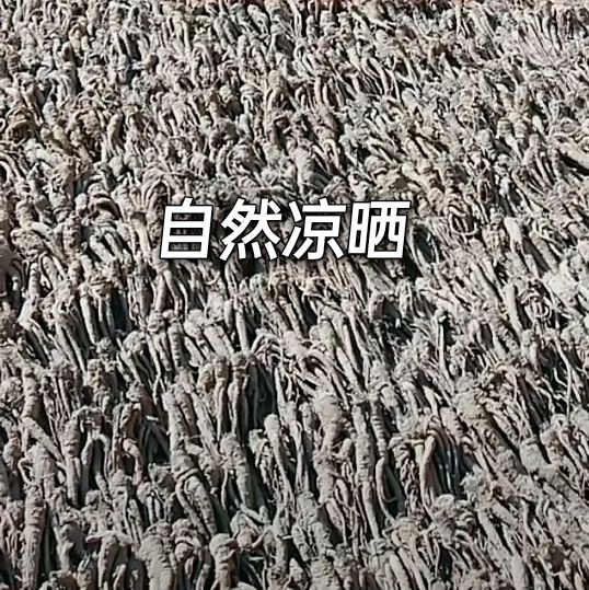 岷当归  岷县原产地精品手选全干无硫当归小条