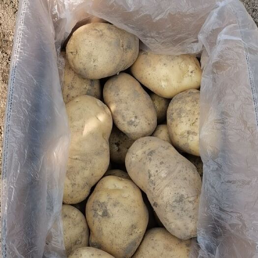 博白县荷兰15  新鲜土豆大量上市，欢迎广大老板来订购
