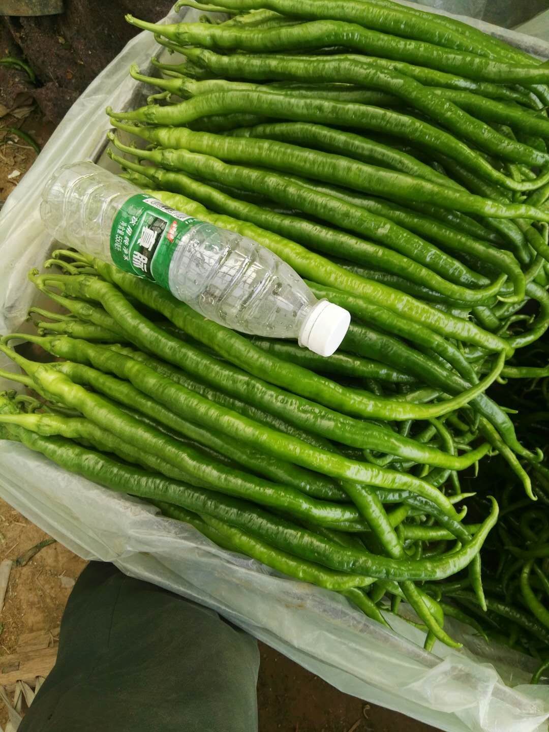 精品线椒，大量上市，质量保证，有需要联系我。