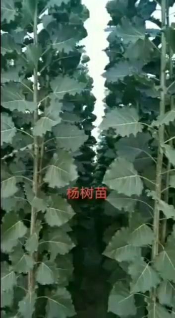 临清市无絮杨 山东临清杨树苗基地大量出售各种规格杨树苗