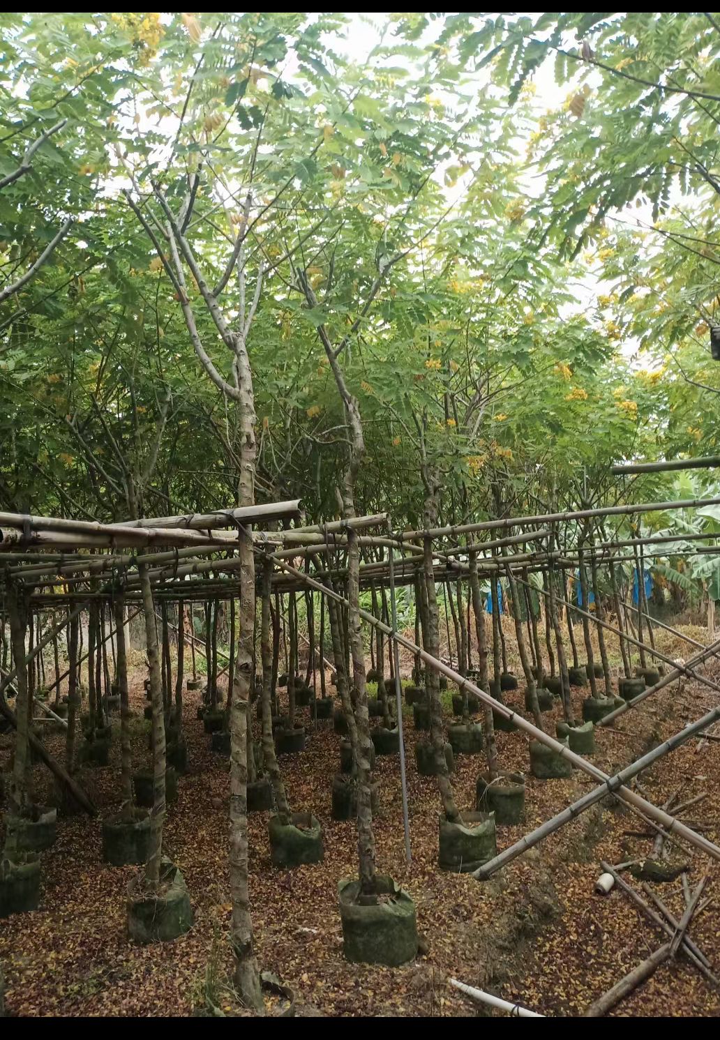 黄花槐 