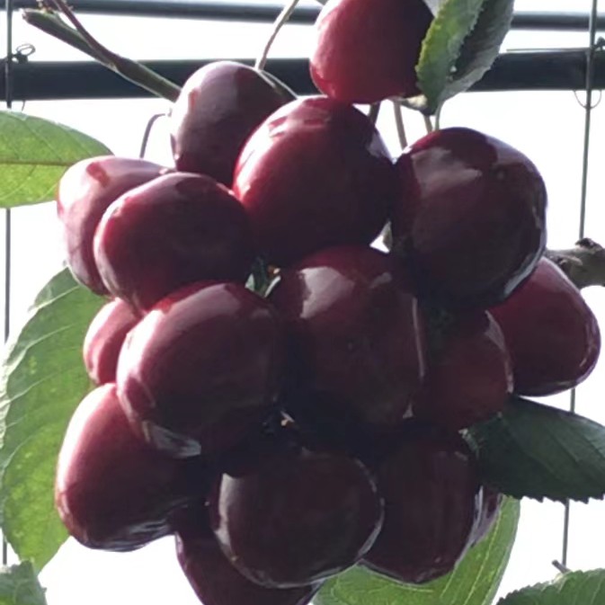 美早樱桃  大连瓦房店大樱桃