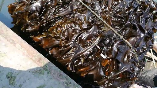鲜海带  山东荣成新鲜湿海带自家养殖一手货源基地直发顺风车物