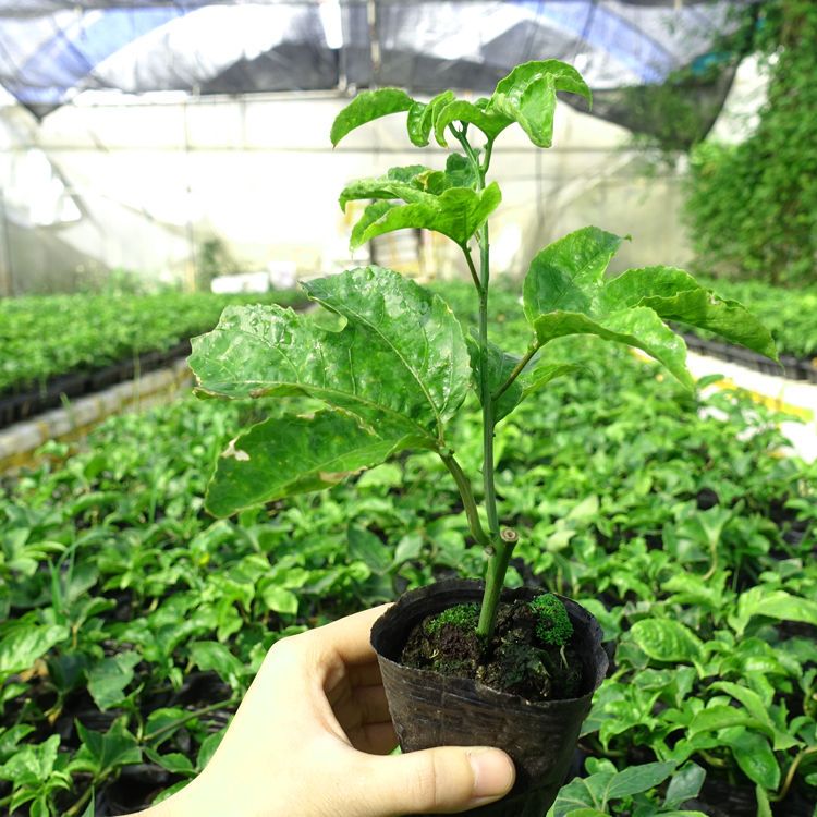 台农一号百香果苗  钦蜜9号百香果嫁接苗杯苗，台农一号百香果