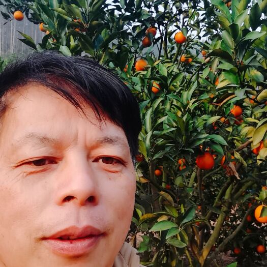上思县九月红脐橙 红心橙