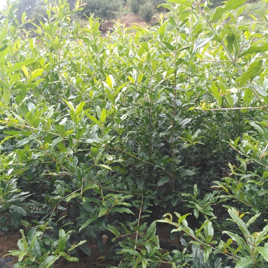 攀枝花黑籽石榴树苗 实生苗 