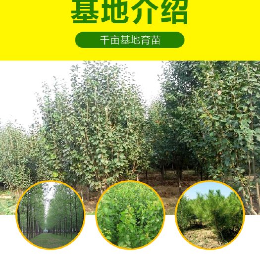 八棱海棠樹 精品八棱海棠 地徑1-50公分