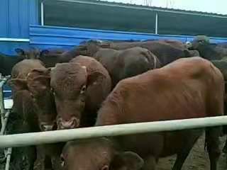 欢迎前来选大小肉牛生长快