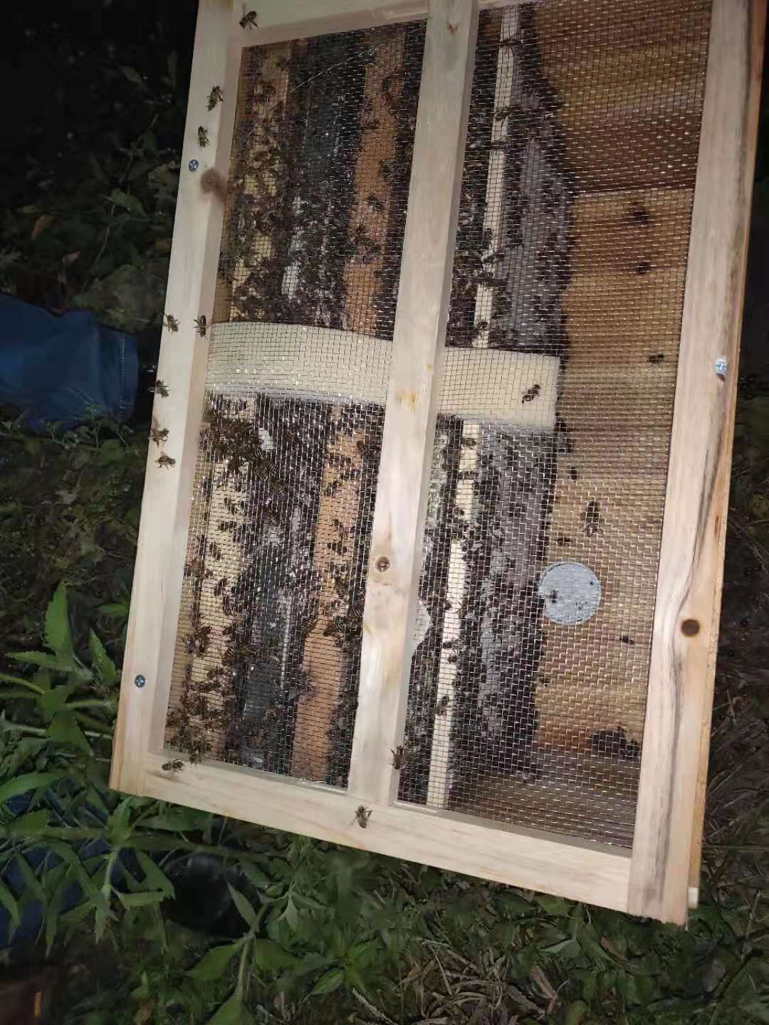 中华蜜蜂 蜜蜂，蜂场直供