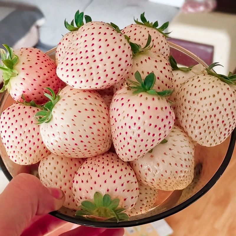 青岛白雪草莓  淡雪草莓 更香更甜的草莓 草莓中的劳斯莱斯 2斤