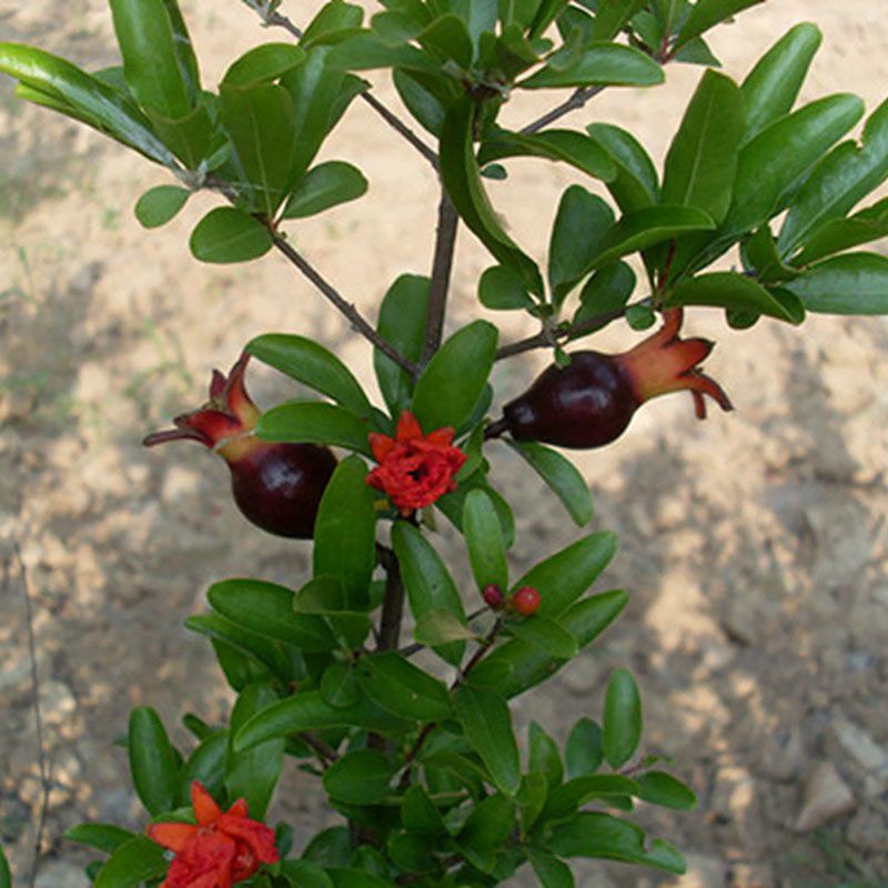 突尼斯软籽石榴树苗  石榴树苗 盆栽地载庭院南北方种植石榴苗品种齐全当年结果