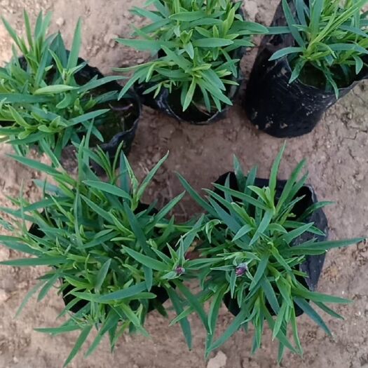 青州市 欧石竹，绿化草坪，彩虹石竹