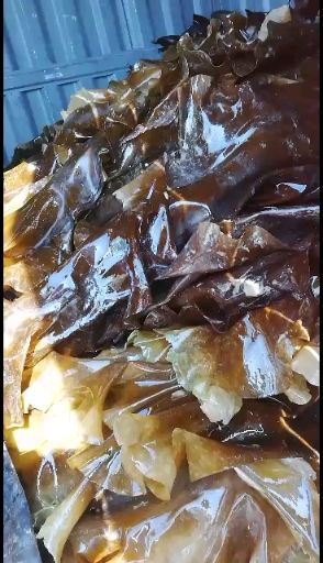 荣成市鲜海带  山东荣成新鲜湿海带自家养殖一手货源基地直发顺风车物
