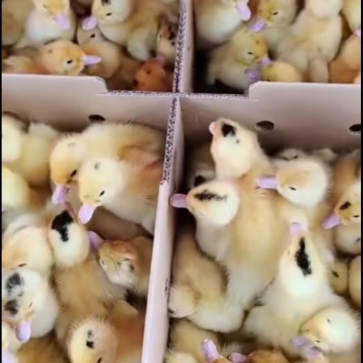 莆田半番鸭苗  脱温苗，出壳苗， 鸭花，成品的都有现货