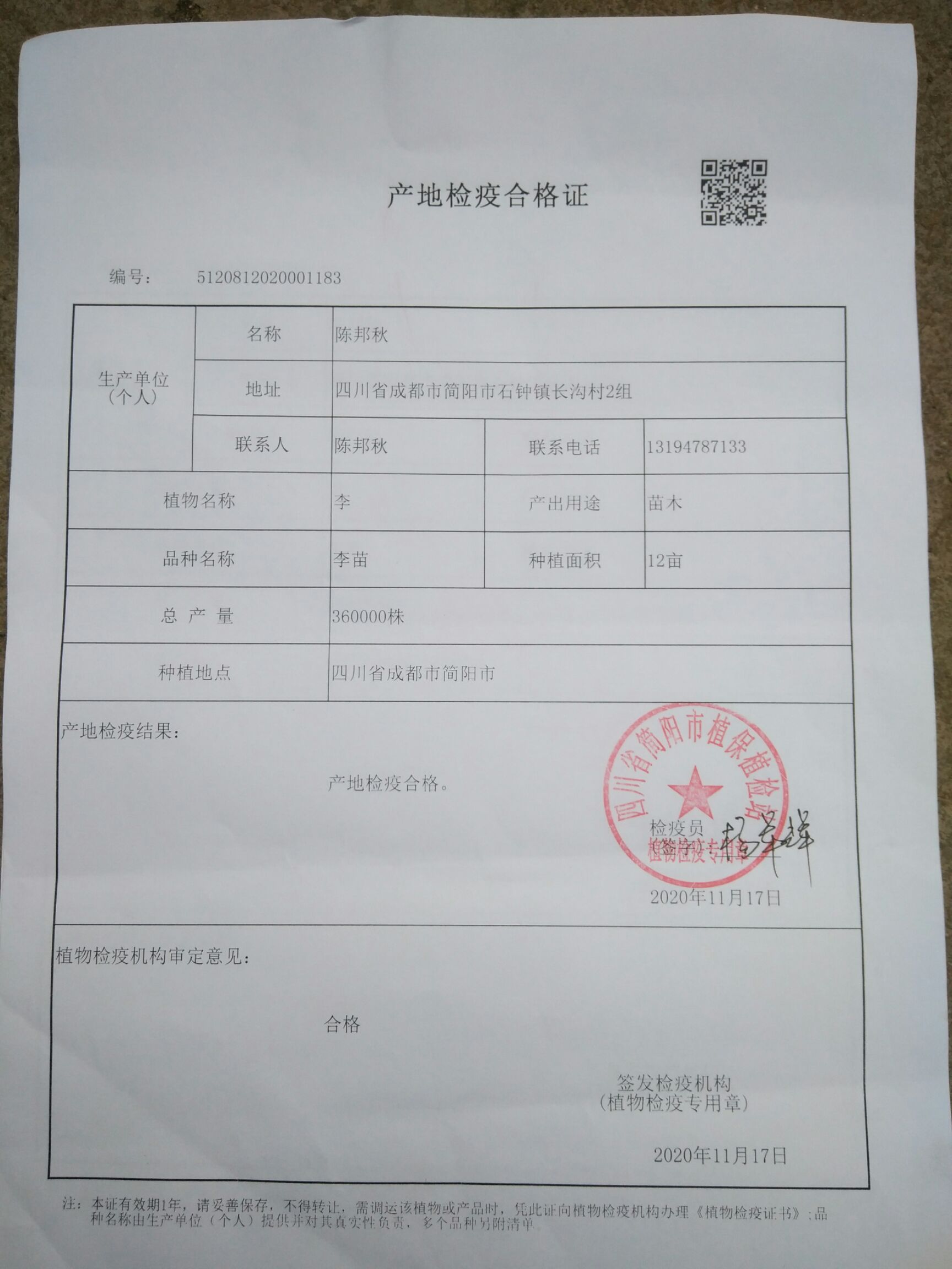 脆红李苗  香脆可口甜度佳