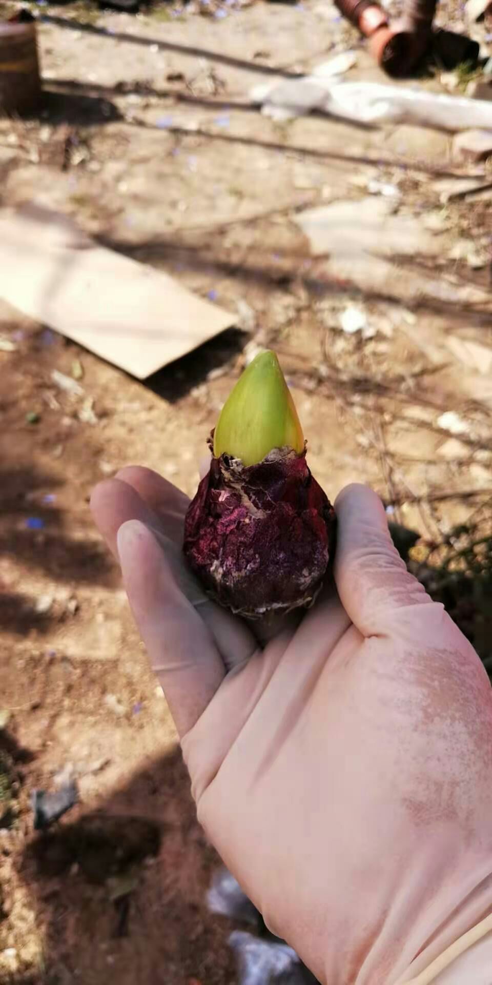 风信子种球白色红色黄色