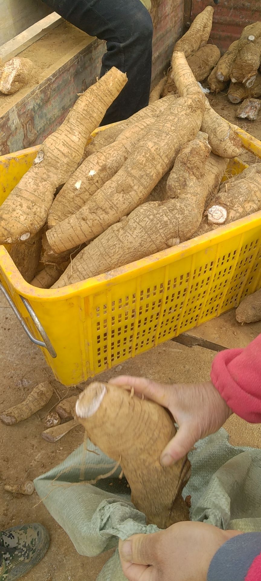粉葛  大量葛根供应，2至4斤棵