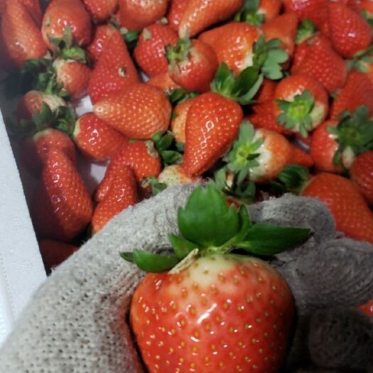 莒南县 产地精品艳丽草莓