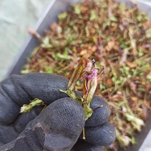 苍溪县四川非种植红花龙胆草，新货色绿，切段，方便实用，整颗都有