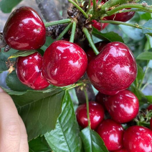 临朐县美早樱桃  现货大樱桃山东美早当季现摘现发空运一件代发价格每天变动