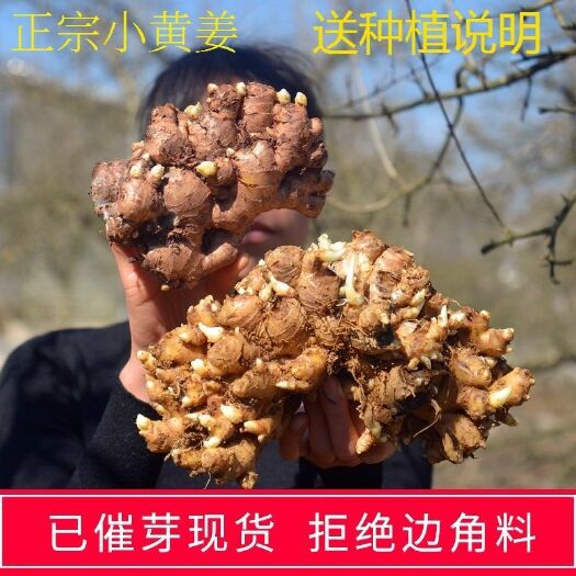 (姜种一斤也发货)云南小黄姜种生姜种种苗种植苗带芽生姜催芽姜