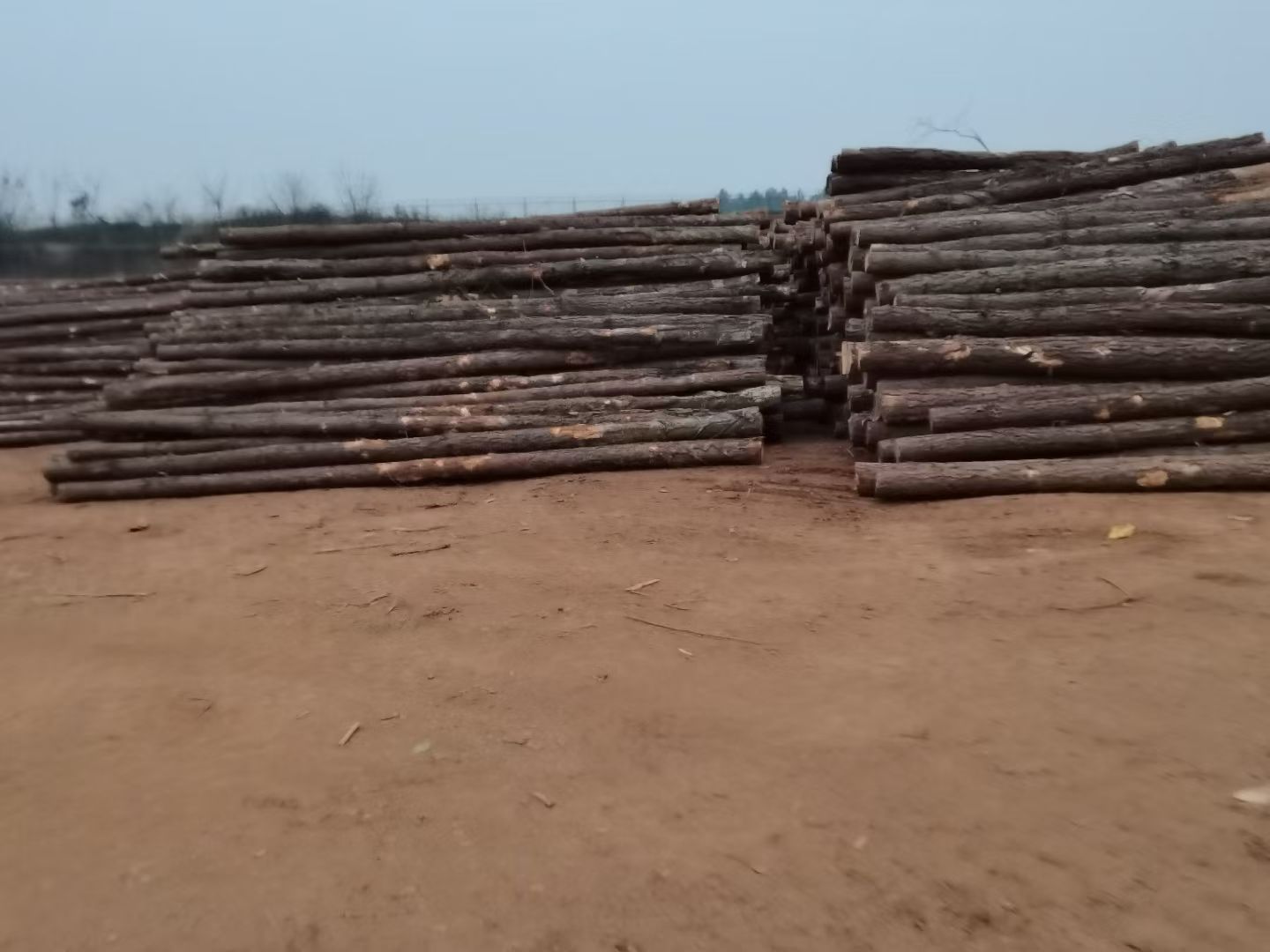 毛竹 