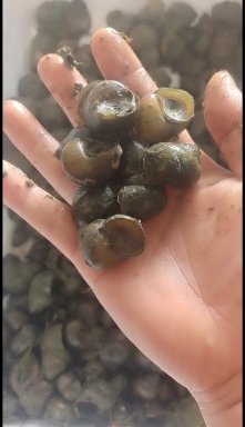 脆螺钓鱼螺钓青鱼专用挂钩小田螺量大优惠