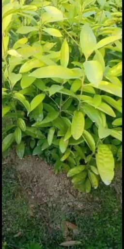 德庆县肉桂苗 肉桂，做香料，入药！合适南方种植！