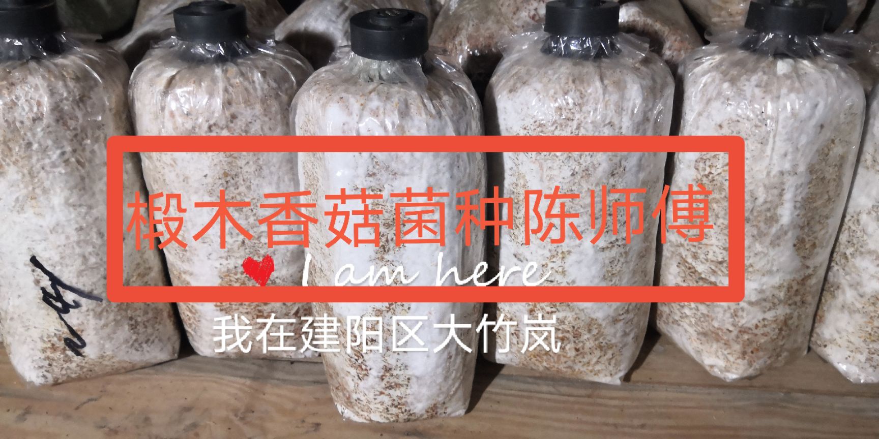 椴木中温木头栽培香菇菌种中温品种种子种苗