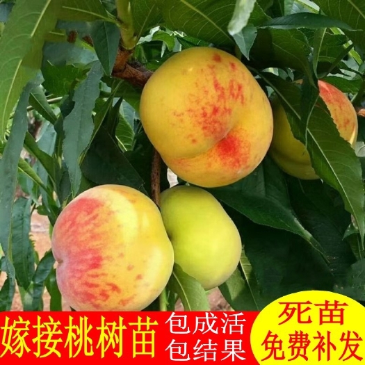 平邑县黄金蜜桃树苗 黄金蜜桃1号2号3号4号 品种齐全 基地直销