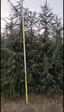 喜马拉雅雪松  3.5米¥绿化苗木$规格齐全