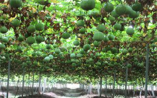 瓜蒌苗9号吊瓜苗蒌大颗粒品种药食同源在线技术支持基地直发