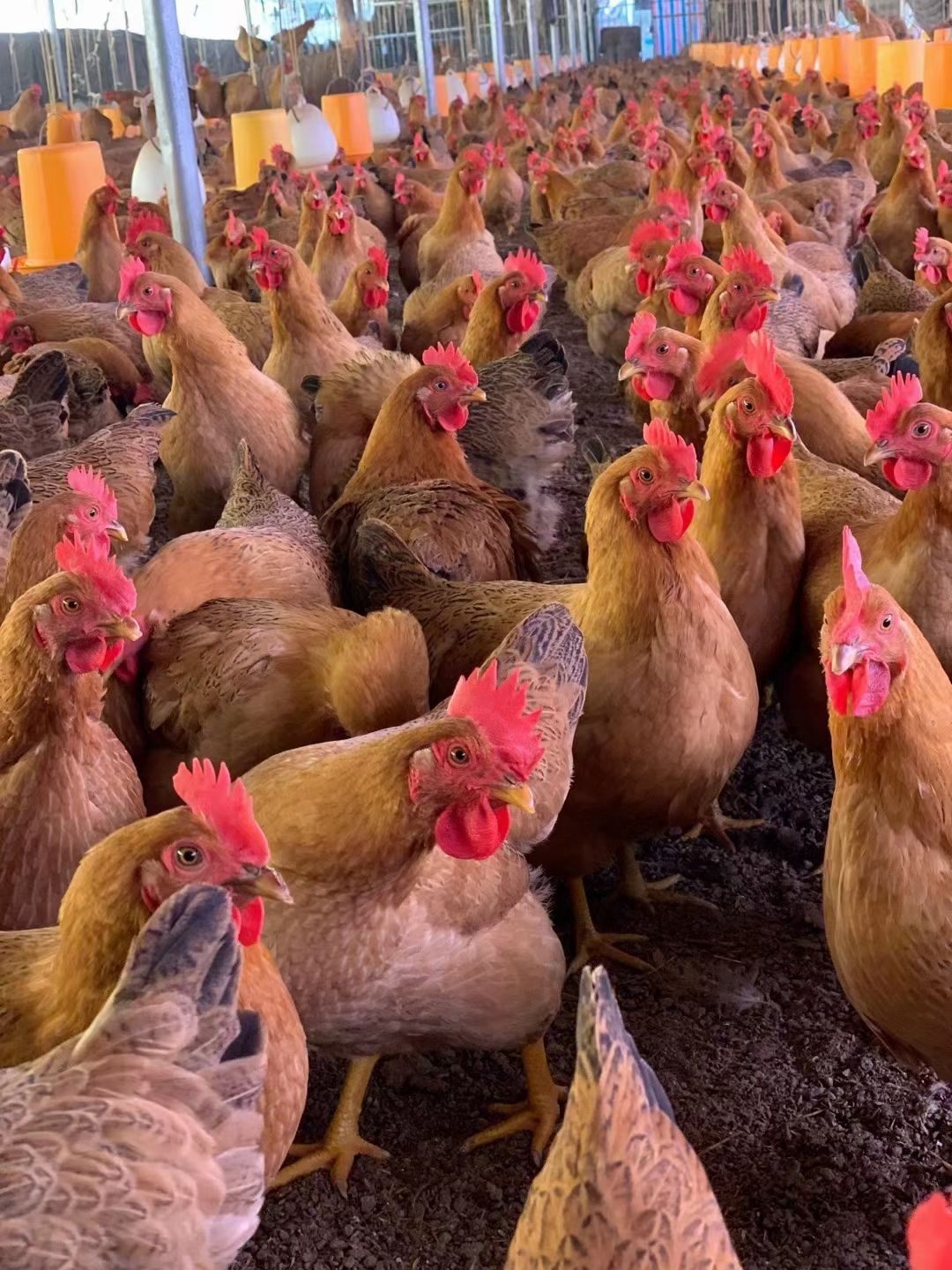 土鸡 灵山 正土 老货 黄肉黄脚