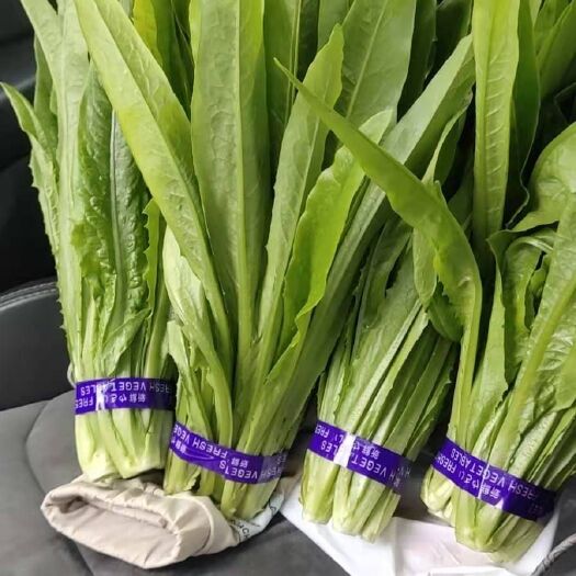 曹县山东精品油麦菜