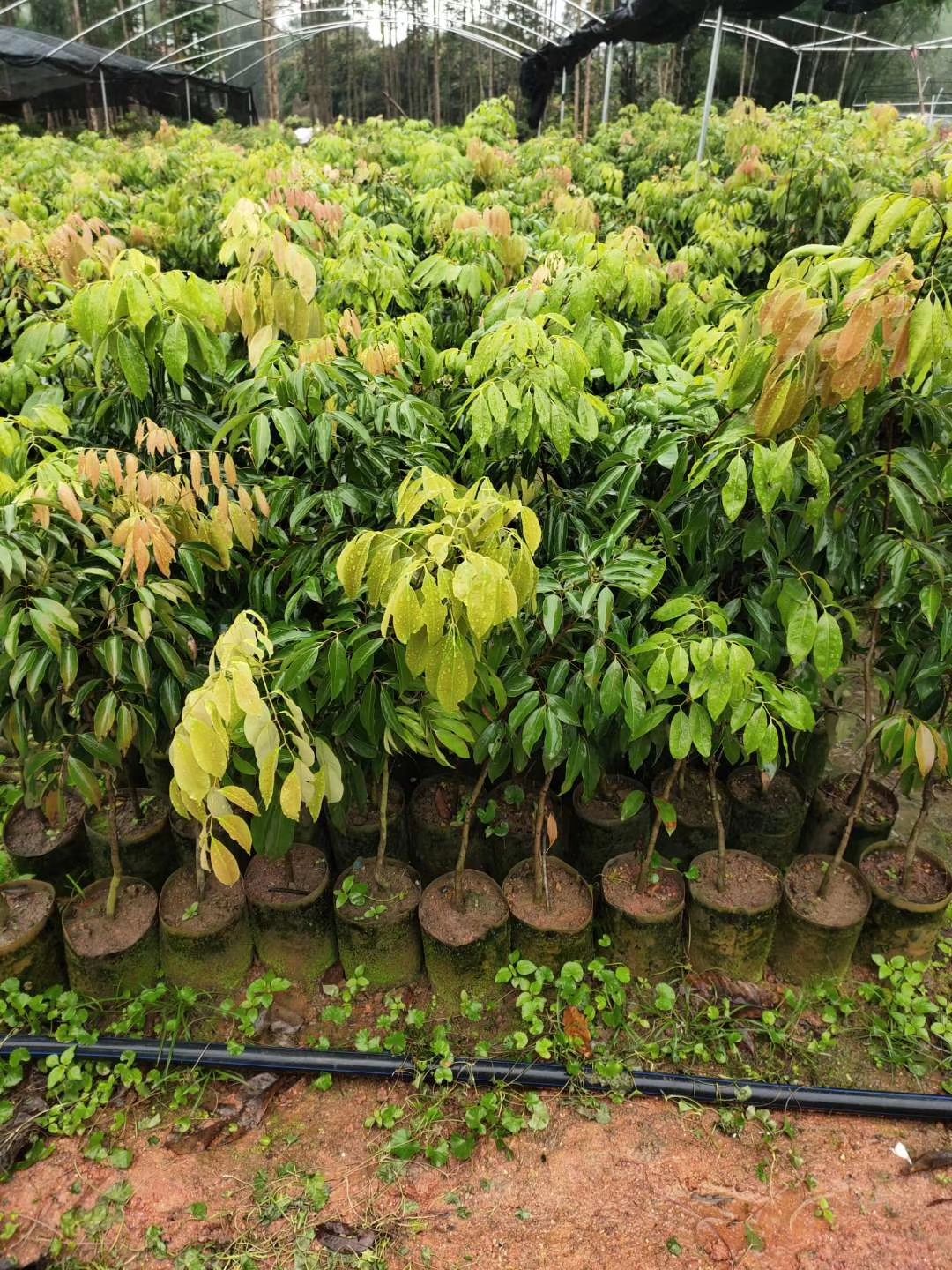 包邮精品【广西灵山妃子笑荔枝苗】嫁接苗/直销