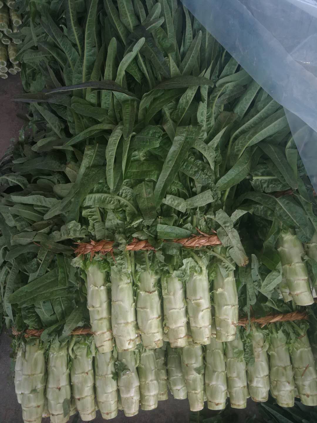 红叶莴笋