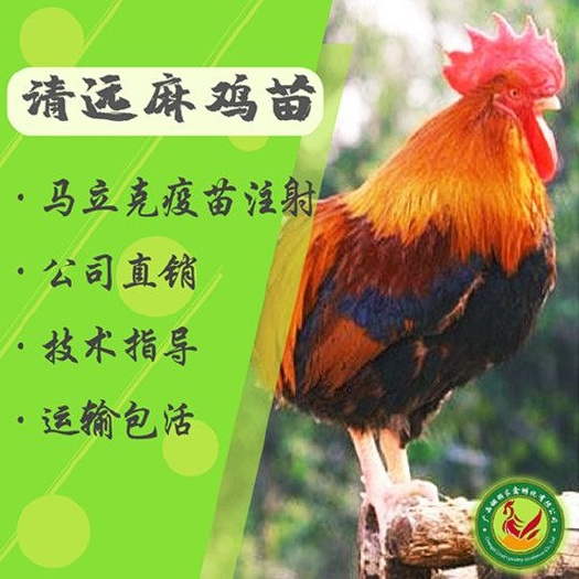 南宁麻鸡苗  本公司长期大量供应头等优质鸡苗，包打马立克疫苗，包运途损失，
