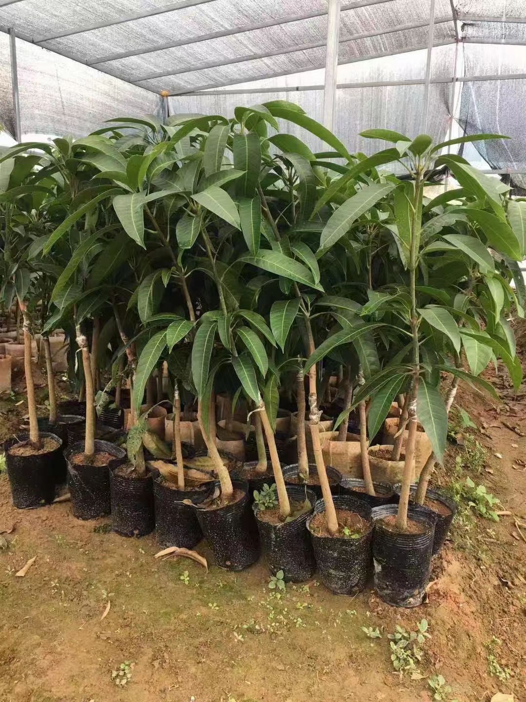 金煌芒果苗  金黄芒果苗