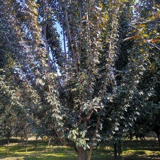 博野县红叶李 8公分紫叶李，苗圃定植三年冠。冠型优美。需要的联系