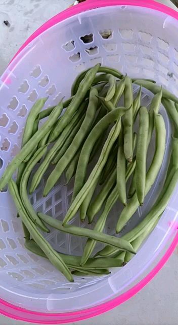 合浦县 露天种植的四季豆。