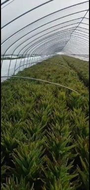 宿州红叶莴笋   无空心质量好  两斤以上
