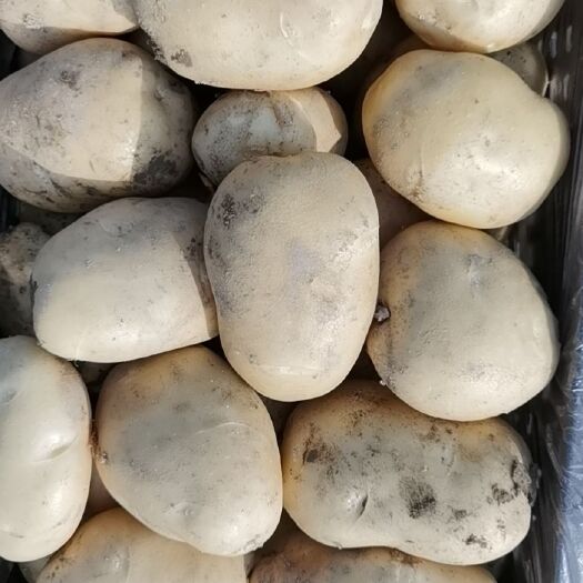 漳州 精品土豆，承接各种代办，代发。