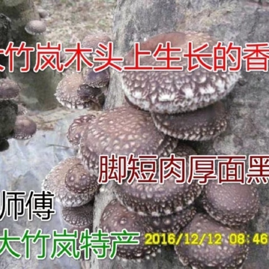 椴木中温木头栽培香菇菌种中温品种种子种苗