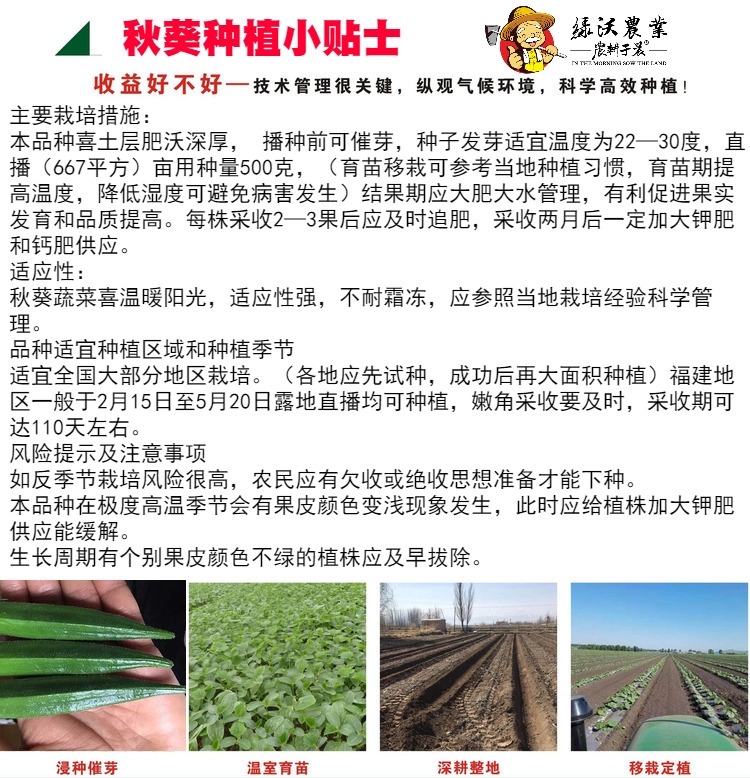 高端黄秋葵种子果色油亮绿整齐高产耐运短尾源春秋蔬菜种籽