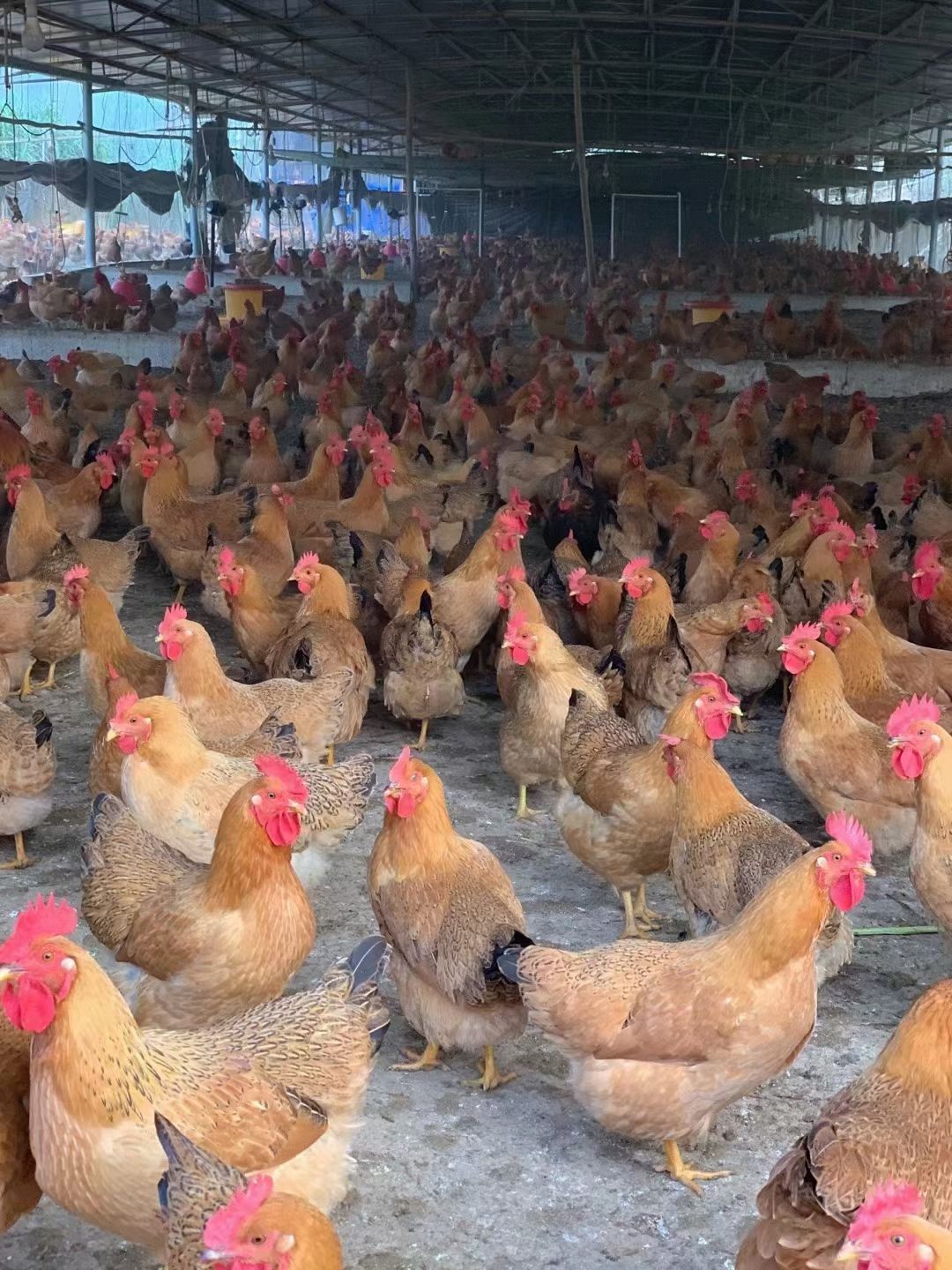 土鸡 灵山 正土 老货 黄肉黄脚