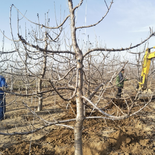 绛县俄罗斯8号樱桃苗  樱桃树建园，建苗圃，占地优选