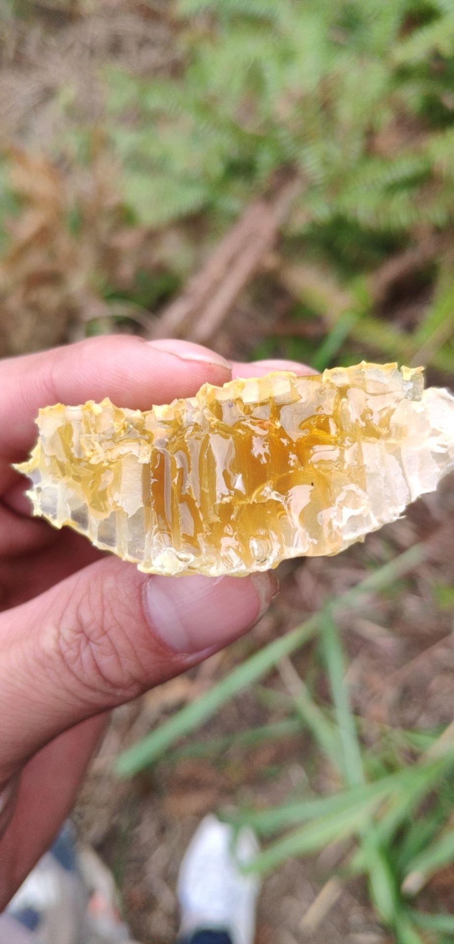 纯正大瑶山野蜂蜜，百花蜜，采自树洞，石崖，地下，纯正无掺假