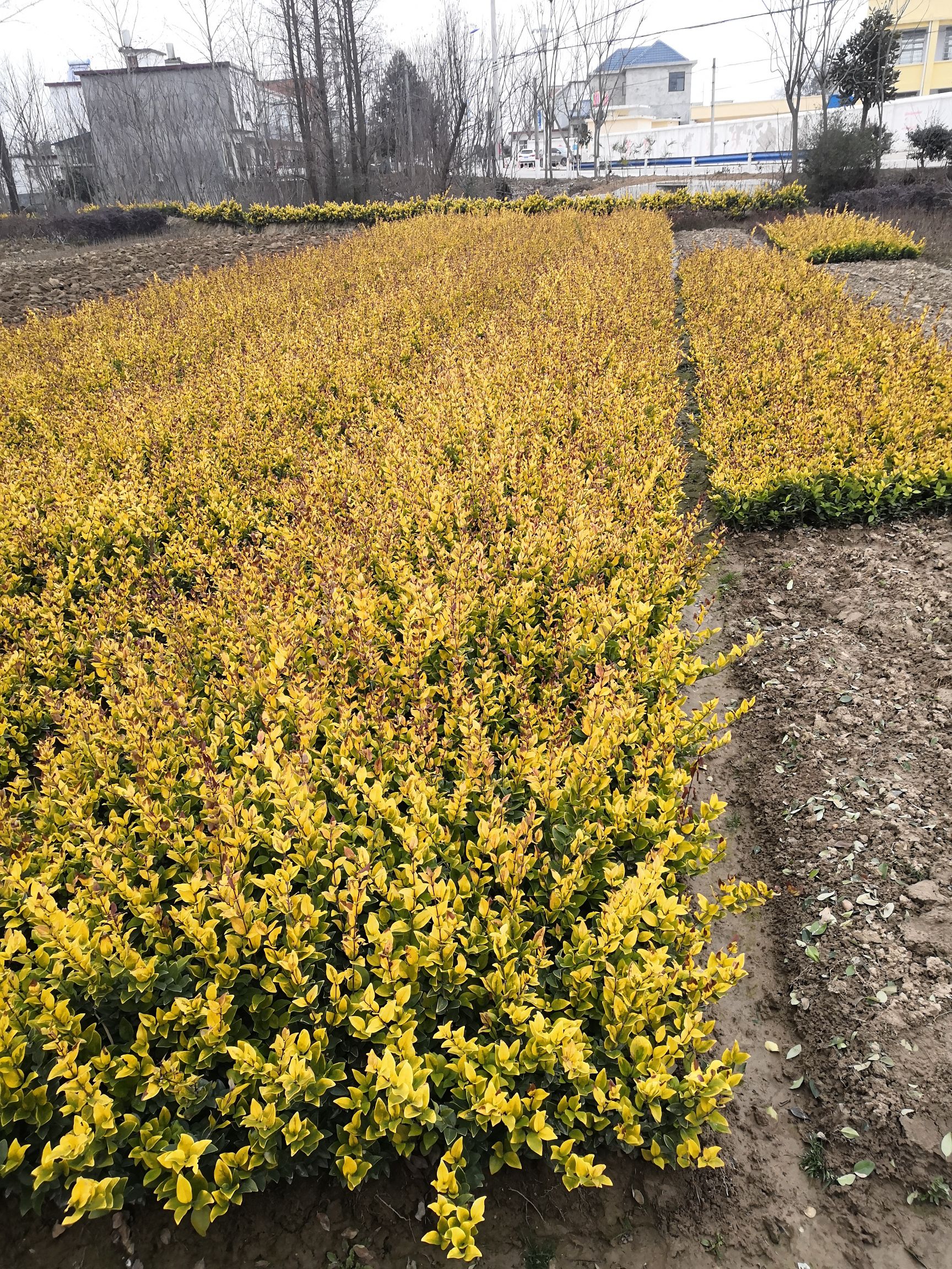 金森女贞  二年移栽老苗三十到五十公分高度，量大常年供应。